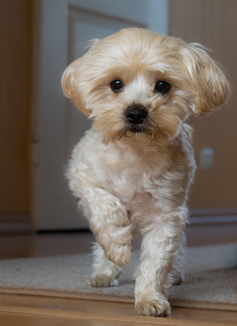 Apartments that allow dogs in Albany, NY