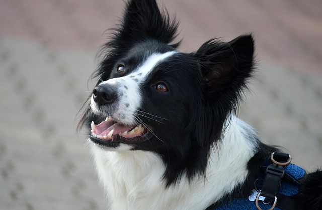 Apartments that allow dogs in Albany, NY