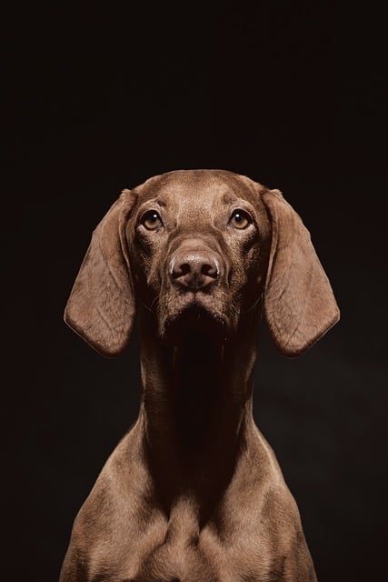 Apartments that allow dogs in Albany, NY