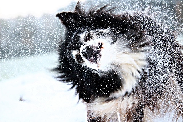 apartments-that-allow-dogs-in-albany-ny-640x480-35053622.jpeg