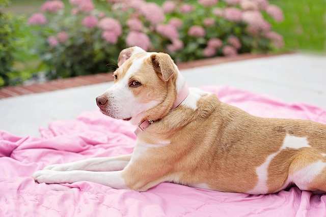 Apartments that allow dogs in Albany, NY