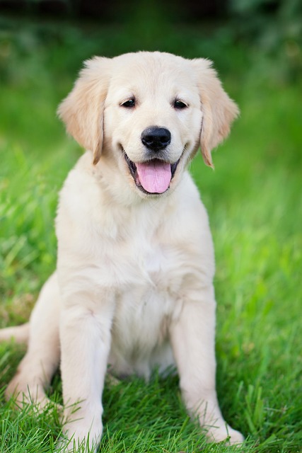 Apartments that allow dogs in Albany, NY