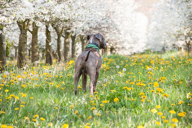 apartments-that-allow-dogs-in-albany-ny-640x480-52068553.jpeg