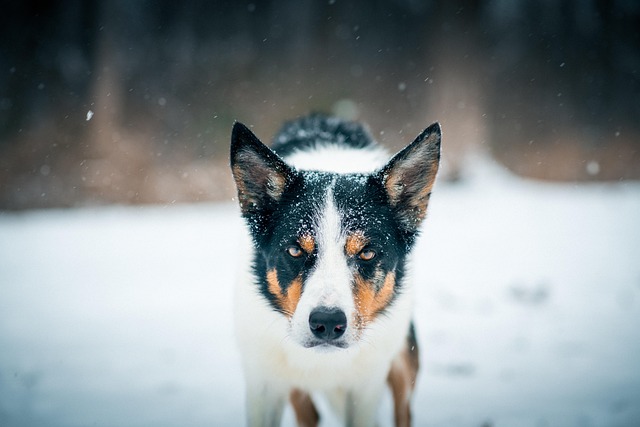Apartments that allow dogs in Albany, NY
