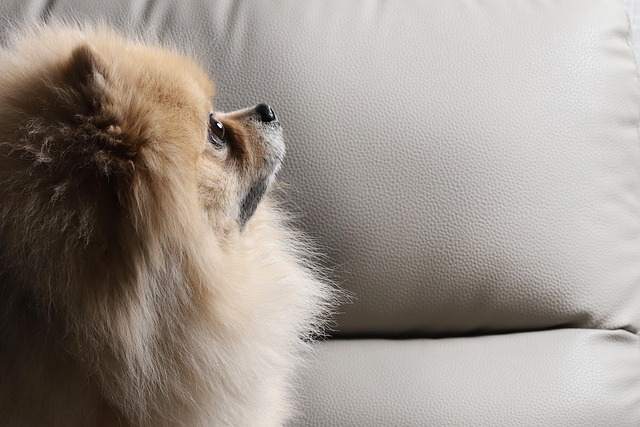 apartments-that-allow-dogs-in-albany-ny-640x480-71040668.jpeg