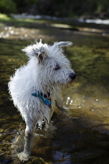 Apartments that allow dogs in Albany, NY