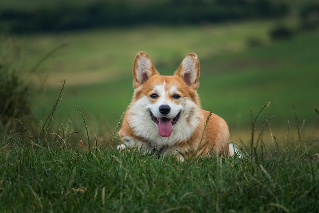 Apartments that allow dogs in Albany, NY