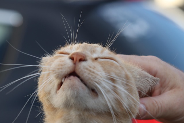 Cat friendly rentals Albany