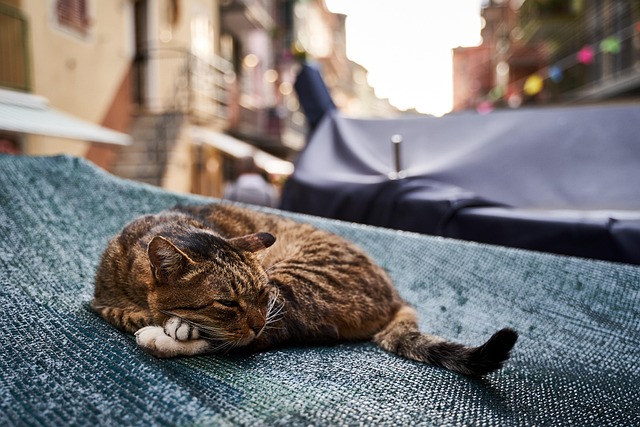 Cat friendly rentals Albany
