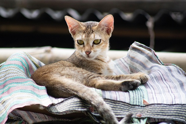 Cat friendly rentals Albany