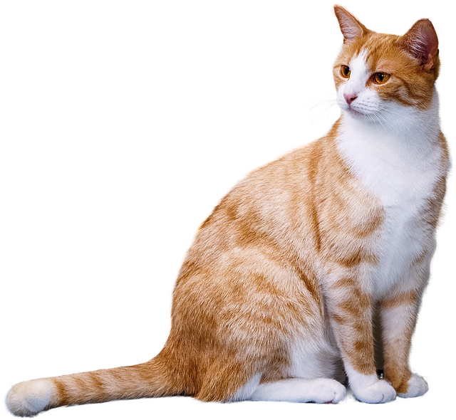 Cat friendly rentals Albany