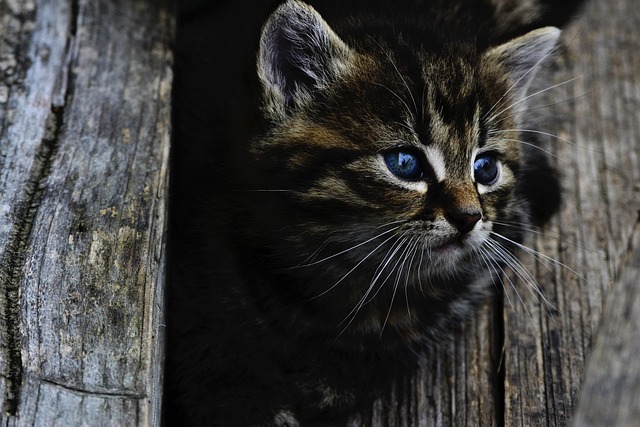 Cat friendly rentals Albany