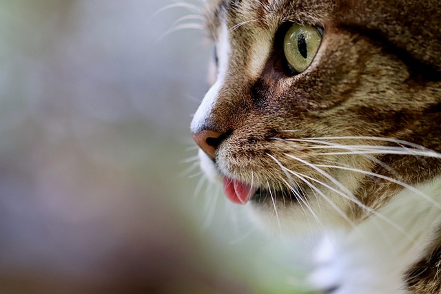 Cat-Friendly Living in Albany, NY: Rentals & Resources