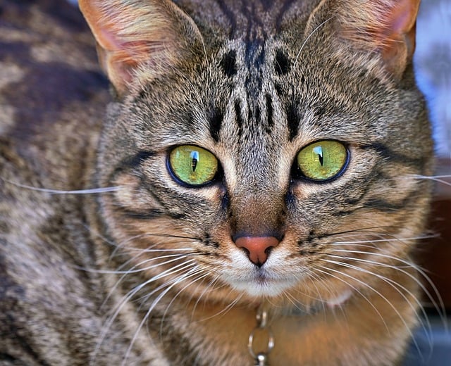 Cat friendly rentals Albany