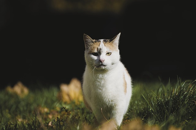 Cat friendly rentals Albany