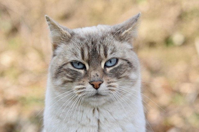 Cat friendly rentals Albany