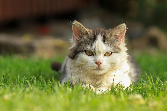 Cat friendly rentals Albany