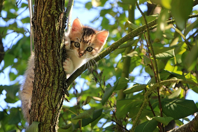 Cat friendly rentals Albany