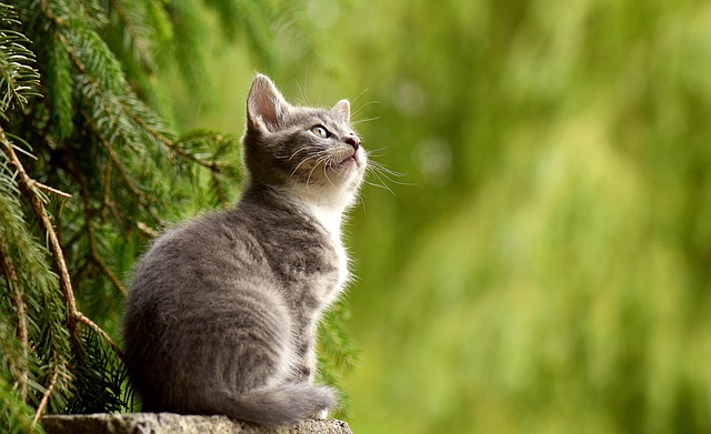Cat friendly rentals Albany