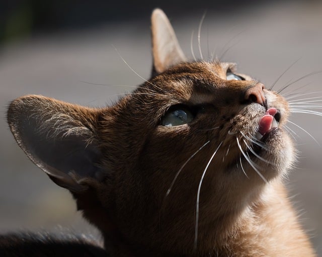 Cat friendly rentals Albany