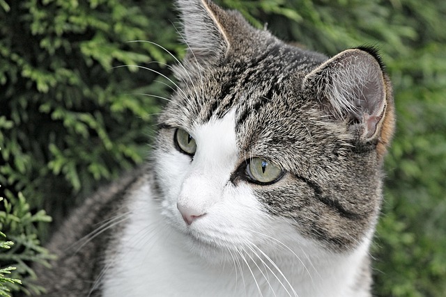 Cat friendly rentals Albany