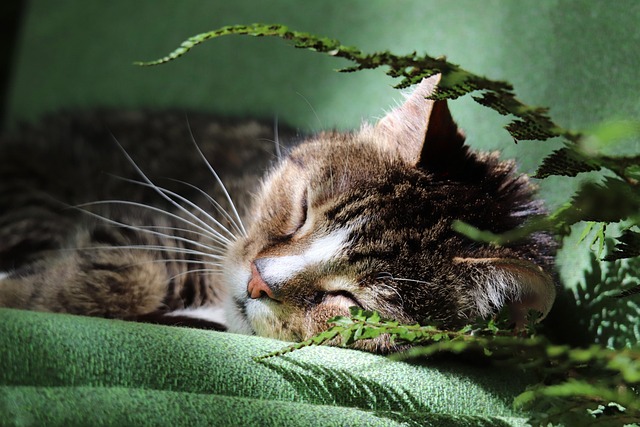Cat friendly rentals Albany