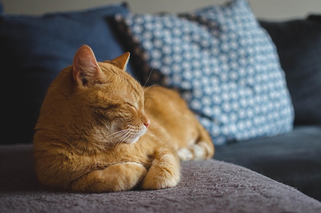 Cat friendly rentals Albany
