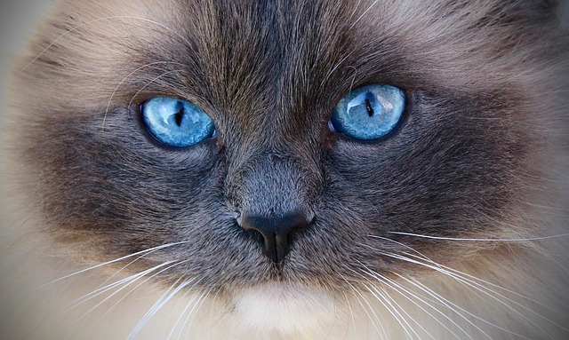 Cat friendly rentals Albany