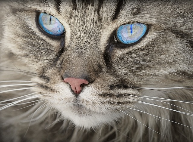 Cat friendly rentals Albany