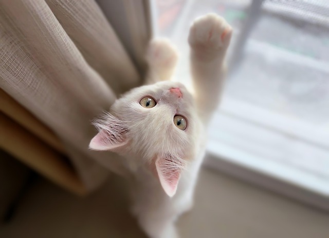 Cat friendly rentals Albany