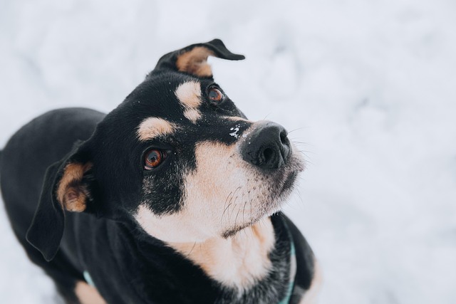 Cheap pet friendly apartment rentals Albany