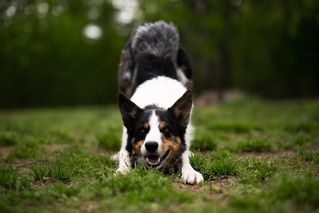 Cheap pet friendly apartment rentals Albany