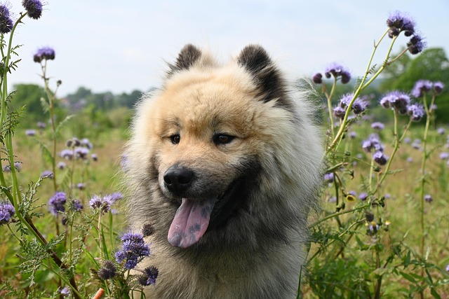 Dog parks near pet friendly apartments Albany