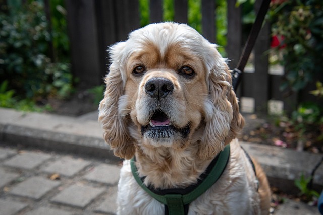 Dog parks near pet friendly apartments Albany