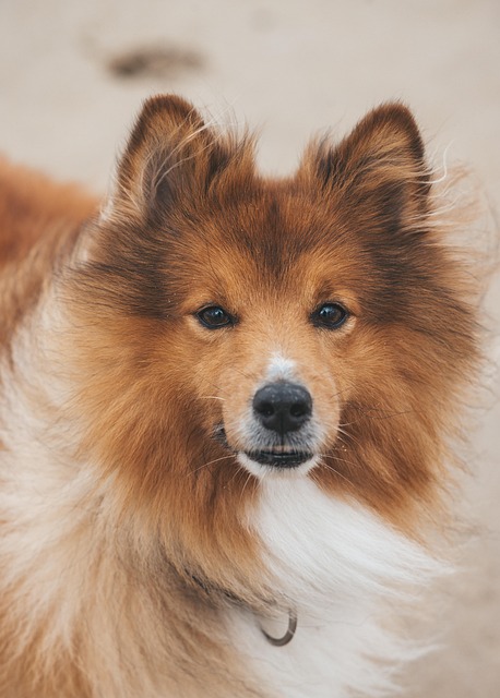 Dog parks near pet friendly apartments Albany