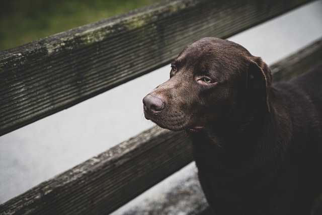Dog parks near pet friendly apartments Albany
