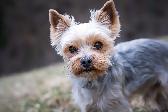 dog-parks-near-pet-friendly-apartments-a-640x480-34261246.jpeg