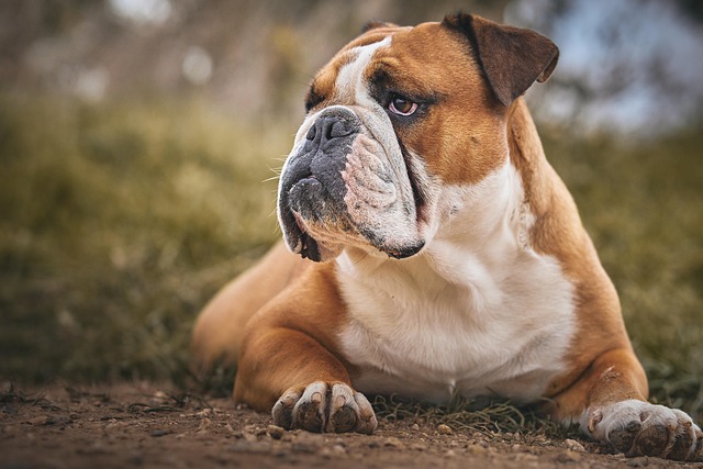 dog-parks-near-pet-friendly-apartments-a-640x480-40306853.jpeg