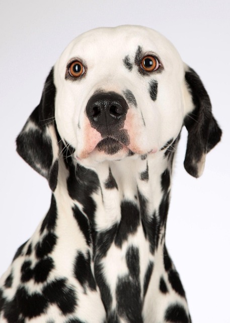 Dog parks near pet friendly apartments Albany
