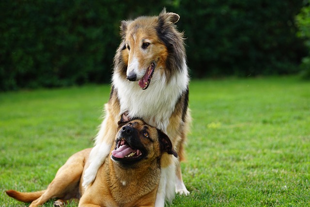 Dog parks near pet friendly apartments Albany