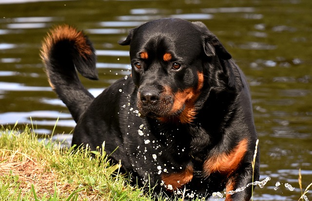Dog parks near pet friendly apartments Albany