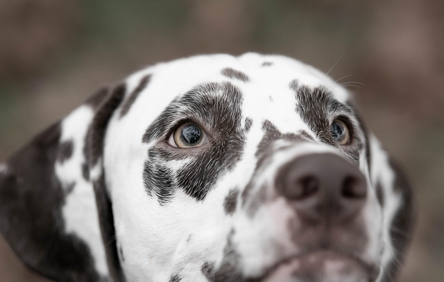 Dog parks near pet friendly apartments Albany