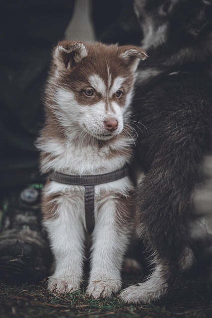 Dog parks near pet friendly apartments Albany