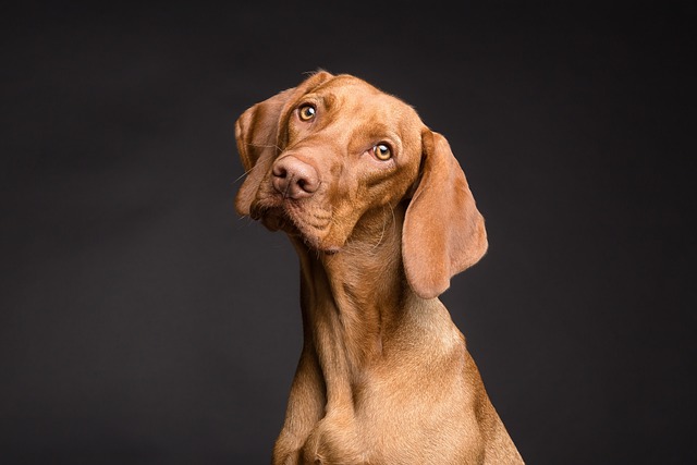 Dog parks near pet friendly apartments Albany