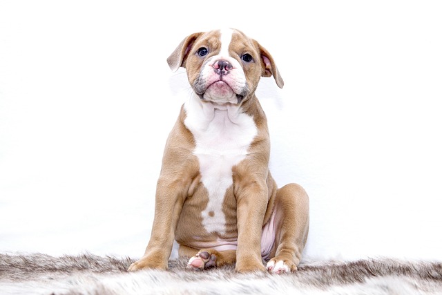 Dog parks near pet friendly apartments Albany