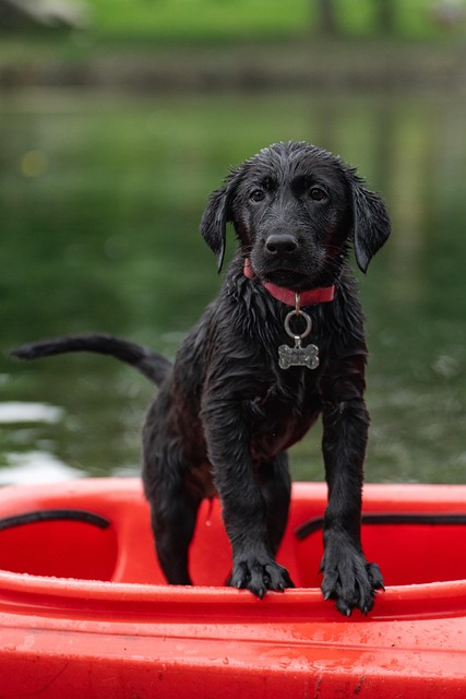 Dog parks near pet friendly apartments Albany