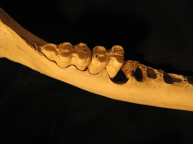 pediatric dentist