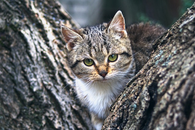 Pet deposit requirements in Albany apartments