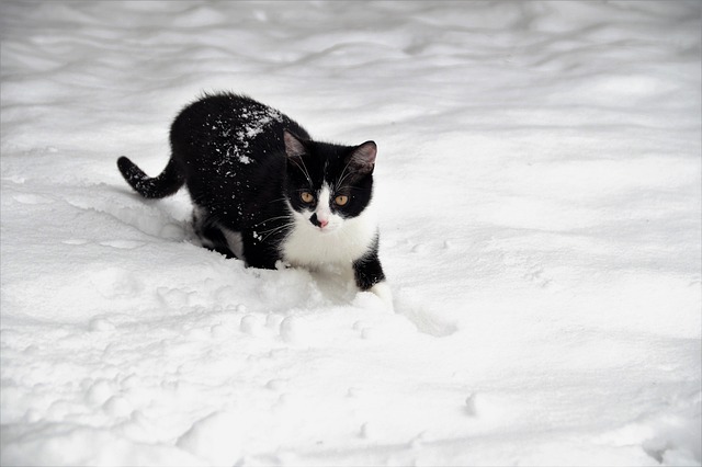 pet-deposit-requirements-in-albany-apart-640x480-56693687.jpeg