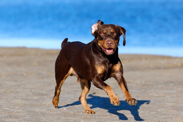 Pet deposit requirements in Albany apartments